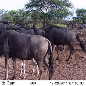 Trail Camera Namibia