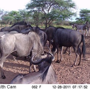 Trail Camera Namibia