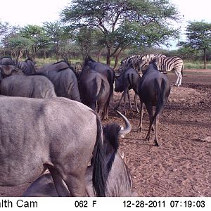 Trail Camera Namibia