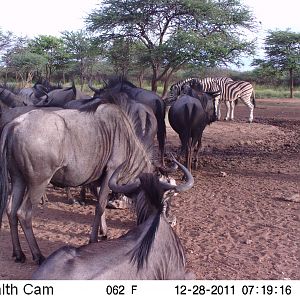 Trail Camera Namibia