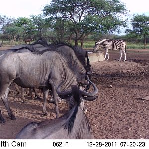 Trail Camera Namibia