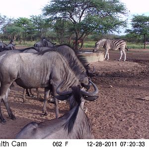 Trail Camera Namibia