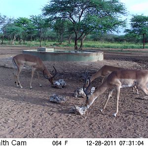 Trail Camera Namibia