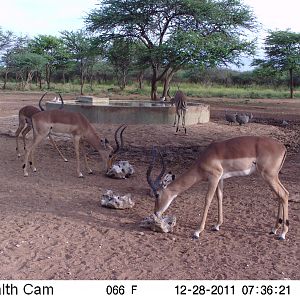 Trail Camera Namibia