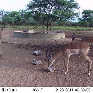 Trail Camera Namibia