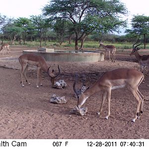 Trail Camera Namibia