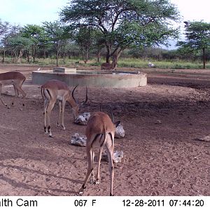 Trail Camera Namibia