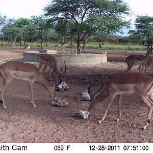 Trail Camera Namibia