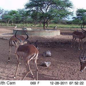 Trail Camera Namibia