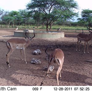 Trail Camera Namibia