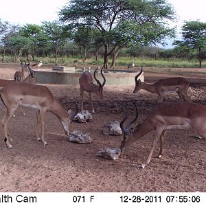 Trail Camera Namibia