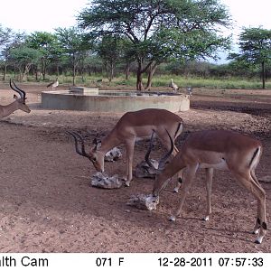 Trail Camera Namibia