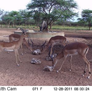 Trail Camera Namibia