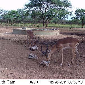 Trail Camera Namibia