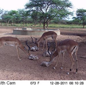 Trail Camera Namibia