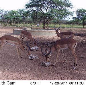 Trail Camera Namibia