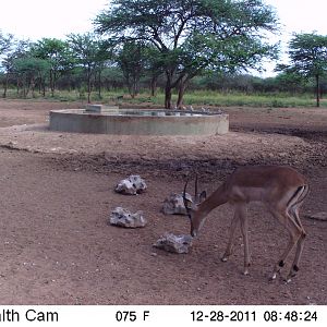 Trail Camera Namibia