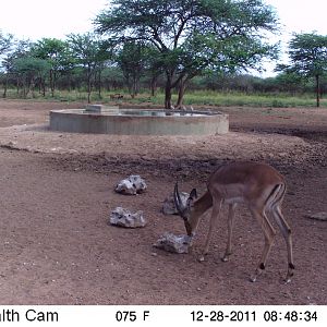 Trail Camera Namibia