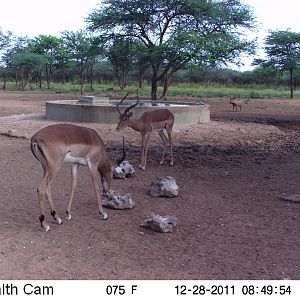 Trail Camera Namibia