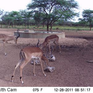 Trail Camera Namibia