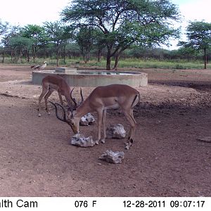 Trail Camera Namibia