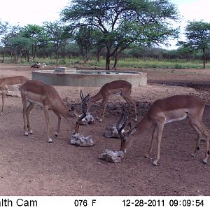 Trail Camera Namibia