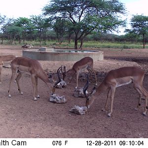 Trail Camera Namibia