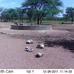 Trail Camera Namibia