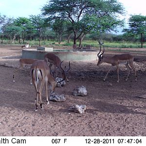 Trail Camera Namibia