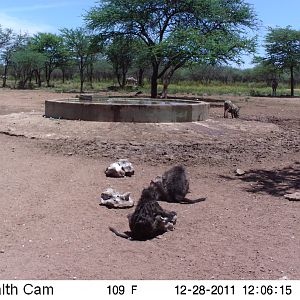 Chacma Baboon Trail Camera Namibia