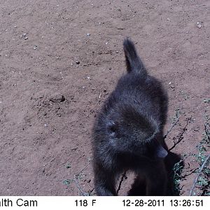 Chacma Baboon Trail Camera Namibia