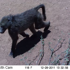 Chacma Baboon Trail Camera Namibia