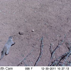 Banded Mongoose Trail Camera Namibia