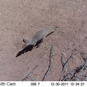 Banded Mongoose Trail Camera Namibia