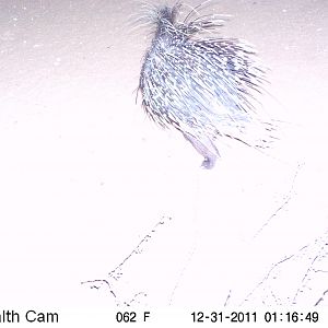 Porcupine Trail Camera Namibia