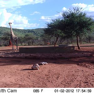 Trail Camera Namibia