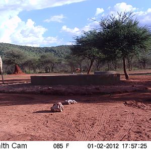 Trail Camera Namibia