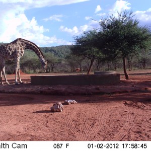 Trail Camera Namibia