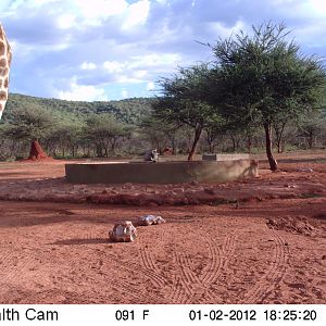 Trail Camera Namibia