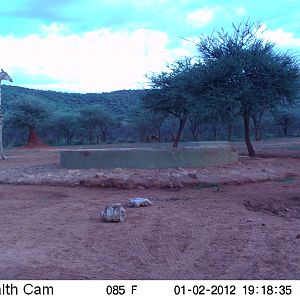 Trail Camera Namibia