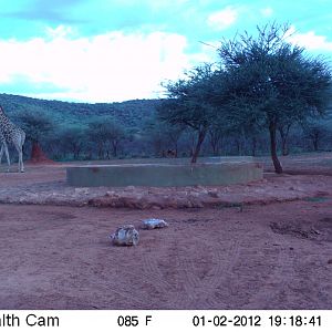 Trail Camera Namibia