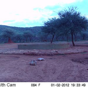 Trail Camera Namibia