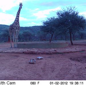 Trail Camera Namibia