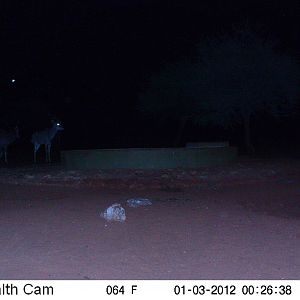 Trail Camera Namibia