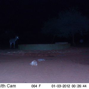 Trail Camera Namibia