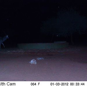 Trail Camera Namibia