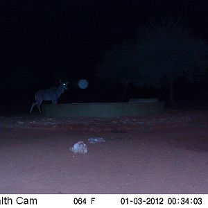 Trail Camera Namibia