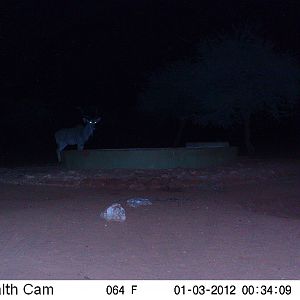 Trail Camera Namibia