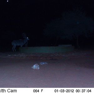 Trail Camera Namibia