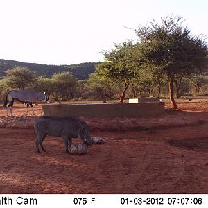 Trail Camera Namibia